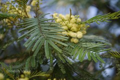 Acacia mearnsii